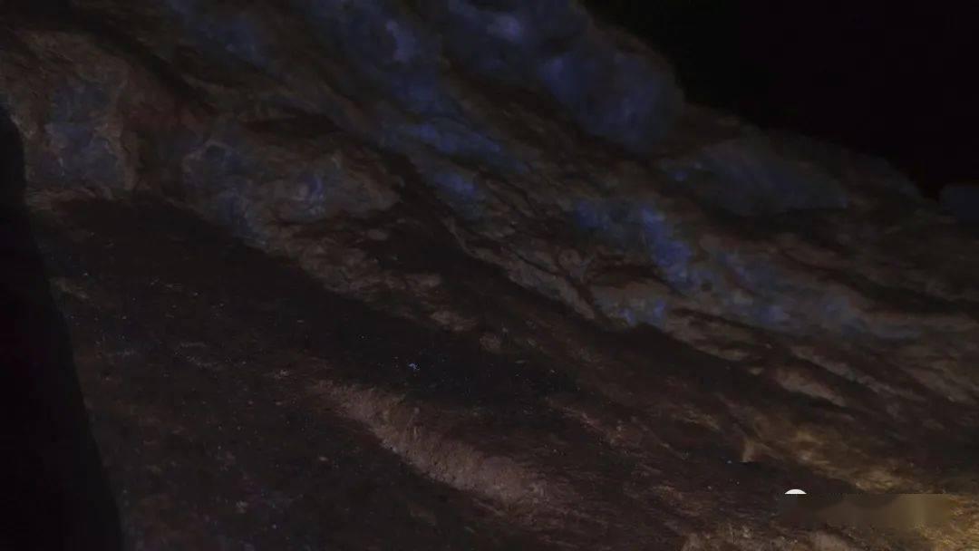 营救小猫头鹰